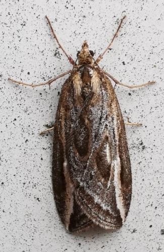 Réf. 314 110 : Chesias legatella